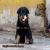 ขายลูกร็อตไวเลอร์(rottweiler)F-Litterสายเลือดดี โครงสร้างใหญ่ จากฟาร์ม